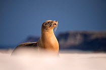 Galapagos sea lion (Zalophus californianus) resting on the beach, Mosquera Islet, Galapagos Islands.