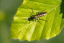 Green-legged sawfly (Tenthredo mesomelas) resting on a beech leaf, Broxwater, Cornwall, UK. May .