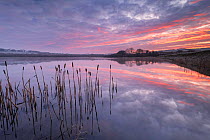 Frost and a colourful sunrise at Lower Tamar Lake with reed mace (Typha latifolia) in the foreground, near Bude, Cornwall, UK. March 2021