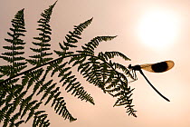 RF - Banded demoiselle (Calopteryx spendens) male resting on fern and silhouetted against the rising sun, Lower Tamar Lake, Cornwall, UK. June . (This image may be licensed either as rights managed or...