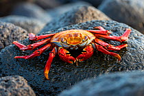 Sally lightfoot crab (Grapsus grapsus) on wet rocks, Isabela Island, Galapagos.