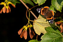 Red Admiral butterfly (Vanessa atalanta) basking on a Sycamore leaf (Acer pseudoplatanus) in morning light, Broxwater, Cornwall, UK. August .