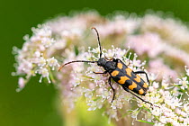 Four-banded longhorn beetle (Leptura quadrifasciata), Volehouse Farm, Devon. UK. August .