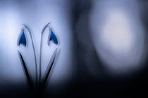 RF - Snowdrops (Galanthus nivalis) growing in woodland at dusk, double exposure to create soft ethereal glow, Broxwater, Cornwall, UK. February . (This image may be licensed either as rights managed o...