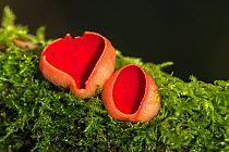 Scarlet elf cup fungus (Sarcoscypha sp) growing on mossy branch, Broxwater, Cornwall, UK. February .