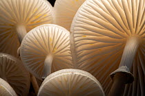 Close-up of backlit Porcelain fungus (Oudemansiella mucida)showing gills, Bolderwood, The New Forest, Hampshire, UK. October .