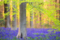 RF - Beech trees (Fagus sylvatica) and english bluebells (Hyacinthoides non-scripta). Late evening light and double exposure to create soft, dreamy effect. West Woods, nr Marlborough, Wiltshire, UK. M...