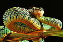 Sri Lanka pit viper (Trimeresurus trigonocephalus) on bamboo, captive, occurs in Sri-Lanka.