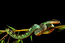 Sri Lanka pit viper (Trimeresurus trigonocephalus) on bamboo branch, captive, occurs in Sri-Lanka.
