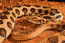 Russell&#39;s viper (Daboia russelii) in captivity, occurs in Indian subcontinent.