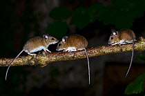 Three Wood mice (Apodemus sylvaticus) climbing on a hazel branch at night. Dorset, UK August