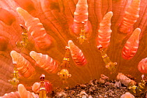 Seven tiny Squat shrimp (Thor amboinensis) on a Malu anemone (Heteractis malu), Hawaii.