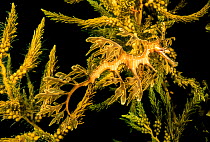 Leafy sea dragon (Phycodurus eques) among seaweed, Spencer Gulf, South Australia. January.