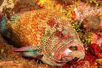 Coral grouper (Cephalopholis miniata) being cleaned by a Cleaner shrimp (Urocaridella antonbrunii) at a cleaning station, Bali, Indonesia.