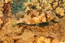 Long-spined porcupinefish (Diodon holocanthus) among corals, Hawaii..