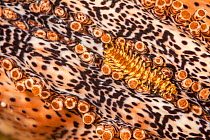 Parasitic Scale worm (Gastrolepidia clavigera) on a Blackspotted sea cucumber (Bohadschia graeffei) off the island of Yap, Federated States of Micronesia.