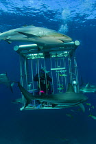 A diver in a shark cage using bait to attract  Caribbean reef sharks (Carcharhinus perezi), Nassau, Bahamas. Model released.