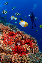 Coral reef with Slate pencil sea urchins (Heterocentrotus mammillatus), Pennantfish (Heniochus diphreutes) and Pyramid butterflyfish (Hemitaurichthys polylepis) and a diver holding a light, Hawaii. Mo...