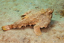 The Polka-dot / Spotted batfish (Ogcocephalus radiatus) resting on the sea floor, Florida, USA. January.