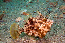 Slender filefish (Monacanthus tuckeri), off Singer Island, Florida, USA. January.