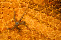 Spiny brittlestar (Ophiocoma echinata) moving over the surface of a Cushion sea star, (Oreaster reticulatus), off Singer Island in Florida, USA. January.