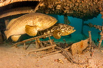 Two Atlantic goliath groupers (Epinephelus itajara) sheltering in a shipwreck out of West Palm Beach, Florida, USA.