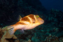 Crowned tobyfish (Canthigaster coronata), Hawaii.
