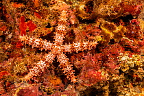 Fisher&#39;s seastar (Mithrodia fisheri) on corals, Hawaii.