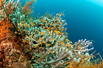 Tube sponge (Cribrochalina olemda) colony with schooling anthias fish, Philippines, Pacific Ocean