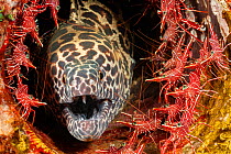 Honeycomb moray eel (Gymnothorax favagineus) surrounded by male and female Dancing shrimp (Rhynchocinetes uritai),  Indonesia.