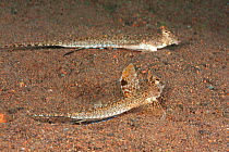 Mating pair of Long-tail dragonets / Neptune dragonets (Calliurichthys neptunius), male has dorsal fin raised. Indonesia.