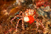 Pom-pom crab / Mosaic boxer crab (Lybia tesselata) carrying large egg mass and its associated Anemone (Triactis producta), used for defense. that it carries around in its claws, using them for defense...