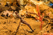 Ornate ghost pipefish / Harlequin ghost pipefish (Solenostomus paradoxus) and Robust ghost pipefish (Solenostomus cyanopterus) on coral reef. Dumaguete, Philippines,