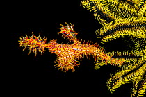 Female Ornate ghost pipefish / Harlequin ghost pipefish (Solenostomus paradoxus) with egg mass in the pouch formed by the two specialized fins below its abdomen. Philippines.