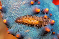 Sea cucumber scale worm (Gastrolepidia clavigera) crawling on its host holothurian, the Black sea cucumber (Holothuria atra), Fiji.