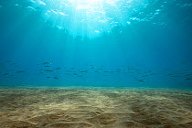 Sun rays through the sea onto sand seabed with shoal of Yellowfin goatfish (Mulloidichthys vanicolensis) swimming by, Hawaii, USA.