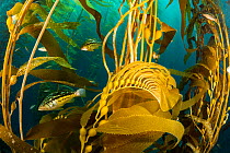Kelp bass (Paralabrax clathratus) in Giant kelp (Macrocystis pyrifera) forest, Santa Barbara, California, USA.