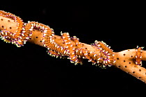 Phil&#39;s octocoral worm (Alcyonosyllis phili) on soft coral, Yap, Micronesia.