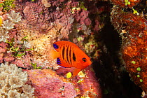 Flame angelfish (Centropyge loricula) on a coral reef, Yap, Micronesia.