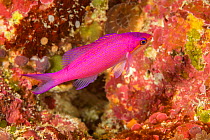 Purple queen anthias / Amethyst anthias (Pseudanthias pascalus) Yap, Federated States of Micronesia.