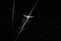 Kuhl's pipistrelle bat (Pipistrellus kuhlii) at night, flying during beetle swarming event, Pays-de-la-Loire, France. August, infrared photo