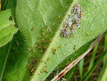 Marsh fritillary (Euphydryas aurinia) caterpillars hatching and spinning a protective silken larval web on the underside of a Devil&#39;s bit scabious (Succisa pratensis) leaf, the larval food plant,...
