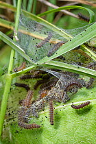 Seven week old Marsh fritillary (Euphydryas aurinia) caterpillars feeding on Devil&#39;s bit scabious (Succisa pratensis) leaves, their larval food plant, under a silken web they have spun in a chalk...