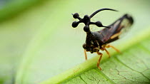 Close up shot revealing Brazilian Treehopper (Bocydium globulare) with interesting helmet (head appendage) resting on leaf, Amazon rainforest, Puyo, Ecuador.