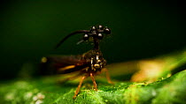Close up shot revealing Brazilian Treehopper (Bocydium globulare) with interesting helmet (head appendage) fanning its wings whilst resting on leaf, Amazon rainforest, Puyo, Ecuador.