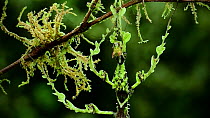 Panning shot revealing Moss mimic stick insect (Trychopeplus laciniatus) camouflaged against a branch, Ba?os, Ecuador.