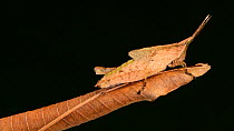 Forest leaf grasshopper (Systella dusmeti) nymph mimicing dead leaf, before moving backwards out of frame, Sabah, Malaysia, Borneo.