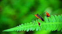 Flag-footed bug (Anisoscelis flavolineata) resting on a leaf, grooming its antennae with its fore legs, Tatama National Park, Colombia. This flat-footed bug uses flashy red flags on its hind legs to c...