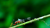 Bush-cricket / katydid (Aganacris sp.) nymph walking along a branch, Rio Napo, Yasuni, Ecuador.