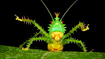 Portrait shot of Spiny devil katydid (Panacanthus cuspidatus) cleaning mandibles, Amazon rainforest, Puyo, Ecuador, December.